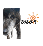 甲斐犬の魁 2（個別スタンプ：20）