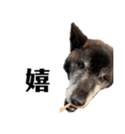 甲斐犬の魁 2（個別スタンプ：22）