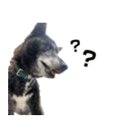 甲斐犬の魁 2（個別スタンプ：24）