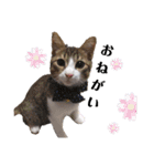 ぐれじゅりきなこ（個別スタンプ：4）