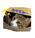 ぐれじゅりきなこ（個別スタンプ：5）