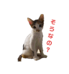 ぐれじゅりきなこ（個別スタンプ：10）