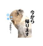 癒し系シーズー♡助吉（すーちゃん）（個別スタンプ：8）