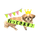 癒し系シーズー♡助吉（すーちゃん）（個別スタンプ：9）