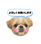 癒し系シーズー♡助吉（すーちゃん）（個別スタンプ：10）
