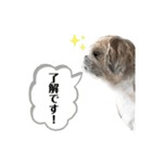 癒し系シーズー♡助吉（すーちゃん）（個別スタンプ：12）