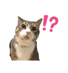 しじみ(猫)のスタンプ（個別スタンプ：1）