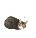 しじみ(猫)のスタンプ（個別スタンプ：3）