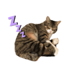 しじみ(猫)のスタンプ（個別スタンプ：5）