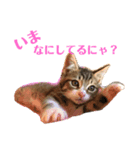 しじみ(猫)のスタンプ（個別スタンプ：7）