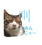 しじみ(猫)のスタンプ（個別スタンプ：8）