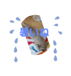 チョコ参上（個別スタンプ：2）