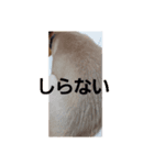 チョコ参上（個別スタンプ：3）