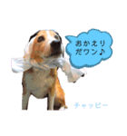 チャッピースタンプ♪（個別スタンプ：1）
