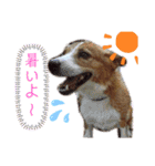 チャッピースタンプ♪（個別スタンプ：3）