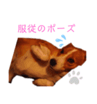チャッピースタンプ♪（個別スタンプ：7）