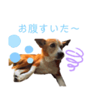 チャッピースタンプ♪（個別スタンプ：11）