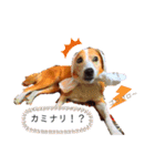 チャッピースタンプ♪（個別スタンプ：12）