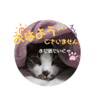 茶トラのケンタ率いる猫ちゃん's（個別スタンプ：1）