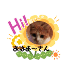 茶トラのケンタ率いる猫ちゃん's（個別スタンプ：2）