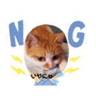 茶トラのケンタ率いる猫ちゃん's（個別スタンプ：6）