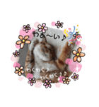 茶トラのケンタ率いる猫ちゃん's（個別スタンプ：7）
