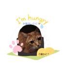 茶トラのケンタ率いる猫ちゃん's（個別スタンプ：11）