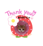 茶トラのケンタ率いる猫ちゃん's（個別スタンプ：13）
