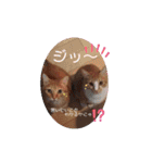 茶トラのケンタ率いる猫ちゃん's（個別スタンプ：15）