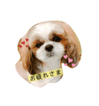 もふもふちょこちゃんスタンプ（個別スタンプ：4）