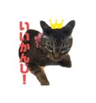 可愛い猫のティーちゃん（個別スタンプ：1）