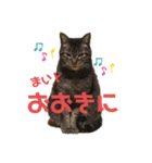 可愛い猫のティーちゃん（個別スタンプ：3）