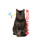 可愛い猫のティーちゃん（個別スタンプ：4）