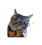 可愛い猫のティーちゃん（個別スタンプ：5）