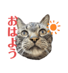 可愛い猫のティーちゃん（個別スタンプ：6）