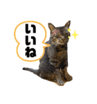 可愛い猫のティーちゃん（個別スタンプ：7）