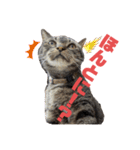可愛い猫のティーちゃん（個別スタンプ：8）