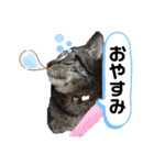 可愛い猫のティーちゃん（個別スタンプ：10）