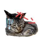 可愛い猫のティーちゃん（個別スタンプ：11）