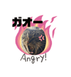 可愛い猫のティーちゃん（個別スタンプ：12）