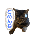 可愛い猫のティーちゃん（個別スタンプ：13）