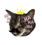 可愛い猫のティーちゃん（個別スタンプ：14）