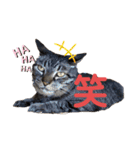 可愛い猫のティーちゃん（個別スタンプ：15）