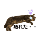 可愛い猫のティーちゃん（個別スタンプ：16）