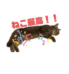 可愛い猫のティーちゃん（個別スタンプ：17）