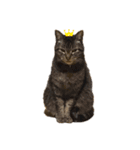 可愛い猫のティーちゃん（個別スタンプ：18）
