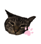 可愛い猫のティーちゃん（個別スタンプ：24）