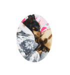 犬家（個別スタンプ：2）