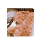 犬家（個別スタンプ：3）