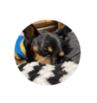 犬家（個別スタンプ：4）